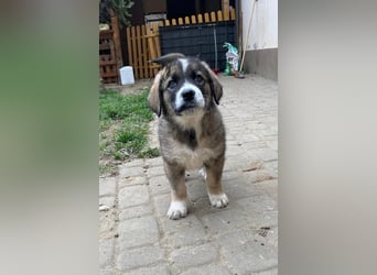 Welpe BENJI sucht sein Körbchen