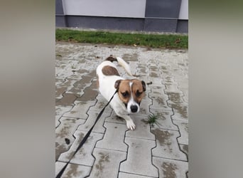 Aktiver COOPER sucht sein Für-immer-Zuhause!