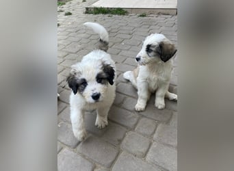 Welpe BALU sucht sein Körbchen!