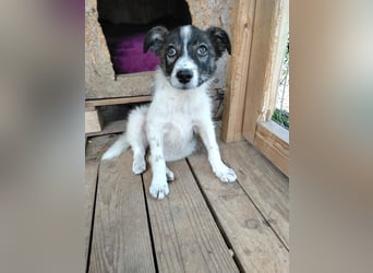 Welpendame VELLA sucht ihr für-immer-Zuhause!