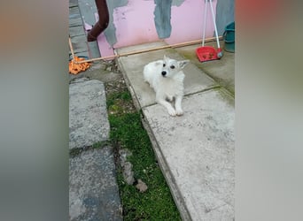 Kleine, weiße FLOCKE sucht ihr Glück!