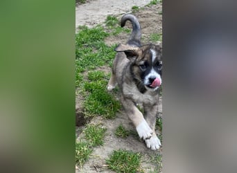 Welpe BENJI sucht sein Körbchen