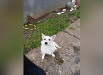 Kleine, weiße FLOCKE sucht ihr Glück!