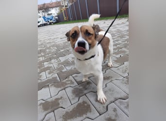 Aktiver COOPER sucht sein Für-immer-Zuhause!