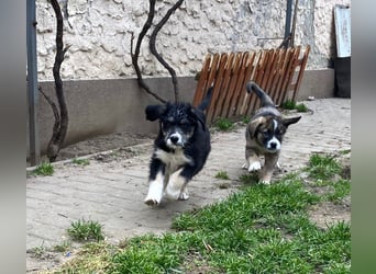 Welpe LINO sucht sein Körbchen!