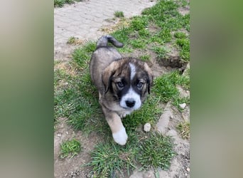 Welpe BENJI sucht sein Körbchen