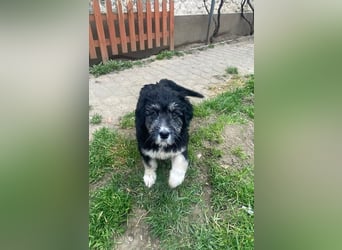 Welpendame LOLLY sucht ihr Körbchen