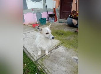 Kleine, weiße FLOCKE sucht ihr Glück!