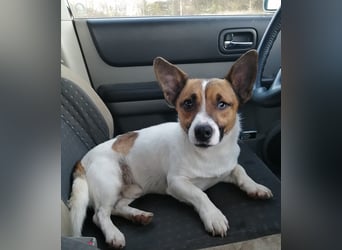 Aktiver COOPER sucht sein Für-immer-Zuhause!