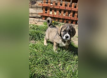 Welpe BENJI sucht sein Körbchen