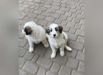 Welpendame SUNNY sucht ihr Körbchen!