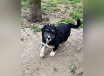 Welpendame LOLLY sucht ihr Körbchen