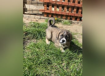 Welpe BENJI sucht sein Körbchen