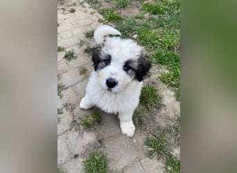 Welpe BALU sucht sein Körbchen!