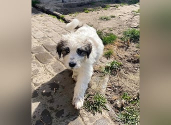 Welpe BALU sucht sein Körbchen!