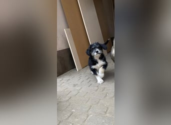 Welpe LINO sucht sein Körbchen!