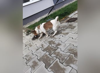 Aktiver COOPER sucht sein Für-immer-Zuhause!