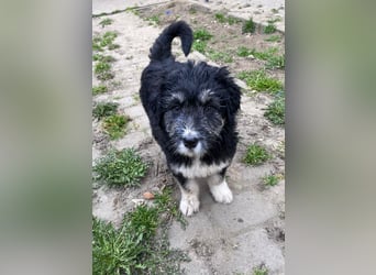 Welpendame LOLLY sucht ihr Körbchen