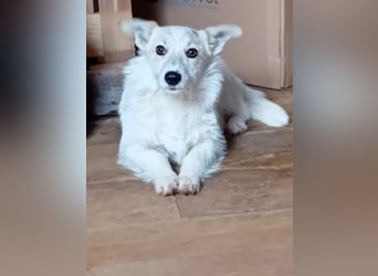 Kleine, weiße FLOCKE sucht ihr Glück!