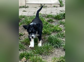 Welpe LINO sucht sein Körbchen!