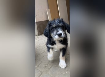 Welpe LINO sucht sein Körbchen!