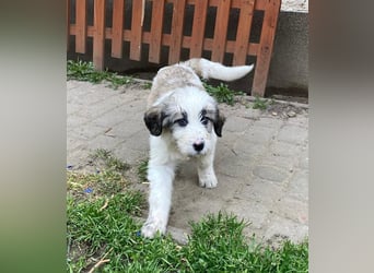 Welpendame SUNNY sucht ihr Körbchen!