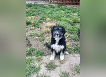 Welpendame LOLLY sucht ihr Körbchen