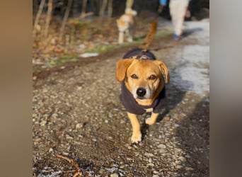 Luna - ist anhänglich