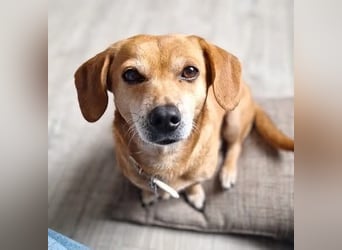 Luna - ist anhänglich