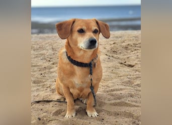 Luna - ist anhänglich