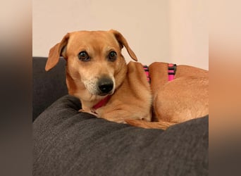 Luna - ist anhänglich