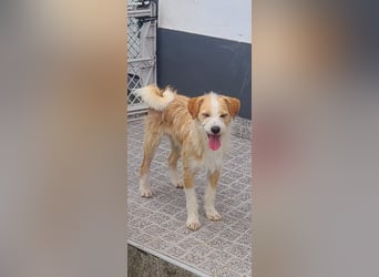 Junghund sucht Traum zu Hause
