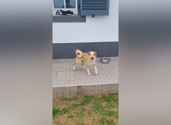 Junghund sucht Traum zu Hause