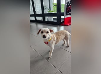 LOLA die kleine Zaubermaus