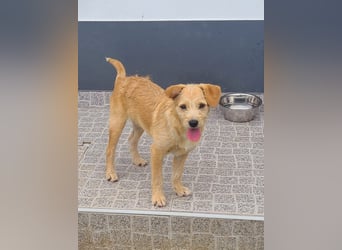Kleiner Rüde sucht seine Familie