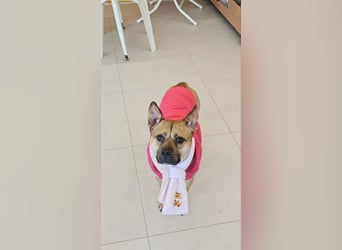 Mari, kleine Hündin mit großem Herzen, sucht FÜRIMMERZUHAUSE