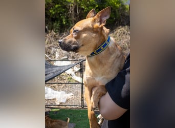 Mari, kleine Hündin mit großem Herzen, sucht FÜRIMMERZUHAUSE
