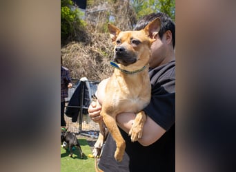 Mari, kleine Hündin mit großem Herzen, sucht FÜRIMMERZUHAUSE