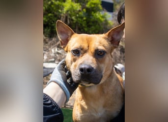 Mari, kleine Hündin mit großem Herzen, sucht FÜRIMMERZUHAUSE