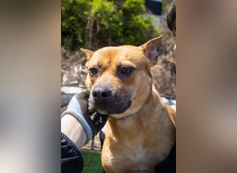 Mari, kleine Hündin mit großem Herzen, sucht FÜRIMMERZUHAUSE