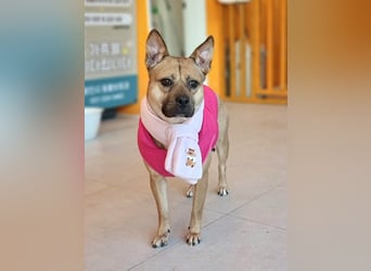 Mari, kleine Hündin mit großem Herzen, sucht FÜRIMMERZUHAUSE