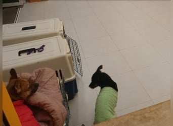 Mari, kleine Hündin mit großem Herzen, sucht FÜRIMMERZUHAUSE