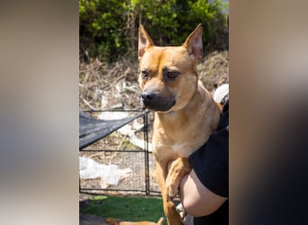 Mari, kleine Hündin mit großem Herzen, sucht FÜRIMMERZUHAUSE