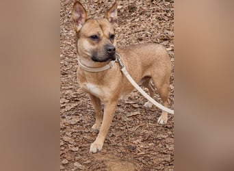 Mari, kleine Hündin mit großem Herzen, sucht FÜRIMMERZUHAUSE