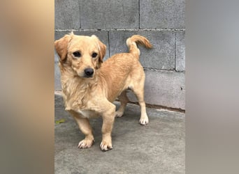 Buddy – besonderer Schatz mit großem Herzen sucht Zuhause ❤️