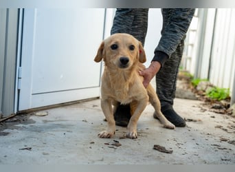 Buddy – besonderer Schatz mit großem Herzen sucht Zuhause ❤️