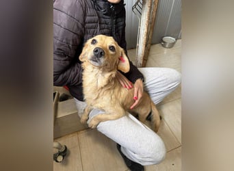Buddy – besonderer Schatz mit großem Herzen sucht Zuhause ❤️