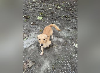 Buddy – besonderer Schatz mit großem Herzen sucht Zuhause ❤️