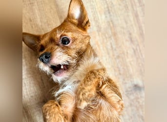 Bobby - möchte ausgelastet werden