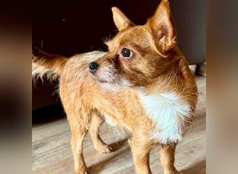 Bobby - möchte ausgelastet werden